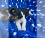 Small Photo #23 American Foxhound Puppy For Sale in AIKEN, SC, USA