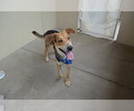 Small #2 Mutt