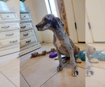 Puppy Jasmine Great Dane