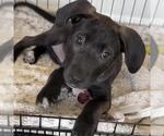 Small #15 Border Collie Mix