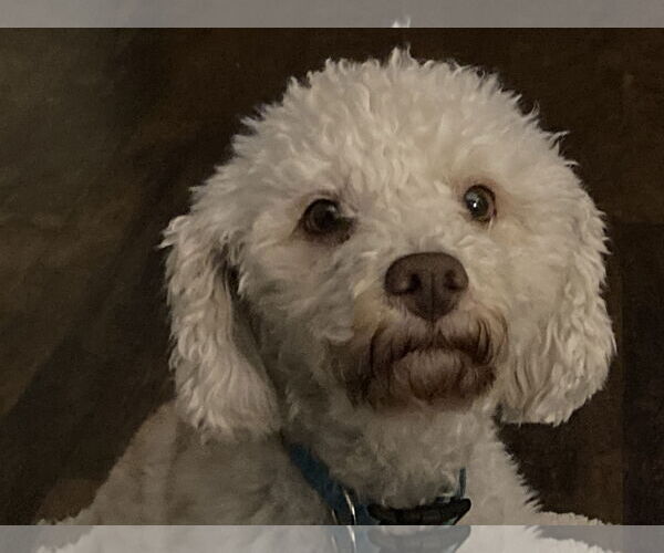 Medium Photo #3 Bichon Frise-Unknown Mix Puppy For Sale in Rootstown, OH, USA