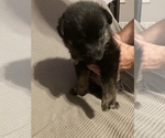 Small Photo #5 German Shepherd Dog Puppy For Sale in JOLIET, IL, USA