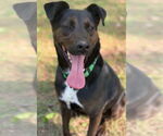 Small #2 Labrador Retriever Mix