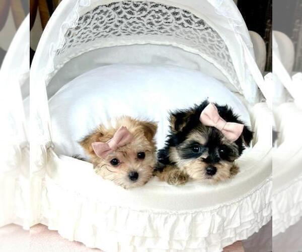 Medium Photo #17 Maltese Puppy For Sale in WINTER PARK, FL, USA