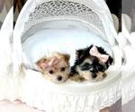 Small Photo #17 Maltese Puppy For Sale in WINTER PARK, FL, USA