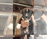 Puppy 1 Akita-Cane Corso Mix