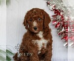 Small Goldendoodle (Miniature)