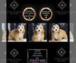 Puppy Clover AKC Poodle (Toy)