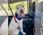 Small #1 Labrador Retriever Mix