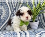 Small Photo #5 Lhasa-Poo Puppy For Sale in LAKELAND, FL, USA