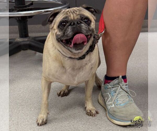 Medium Photo #3 Pug-Unknown Mix Puppy For Sale in Washington, DC, USA