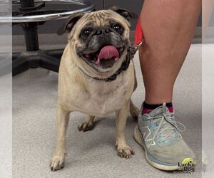 Wendra - Female Pug-Unknown Mix Dog for Adoption - Photo #3