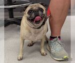 Small Photo #3 Pug-Unknown Mix Puppy For Sale in Washington, DC, USA