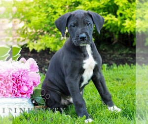 Great Dane Puppy for sale in RICHLAND, PA, USA
