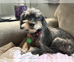 Small #1 Poodle (Miniature) Mix