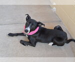 Small Photo #2 Border Collie-Unknown Mix Puppy For Sale in McKinney, TX, USA