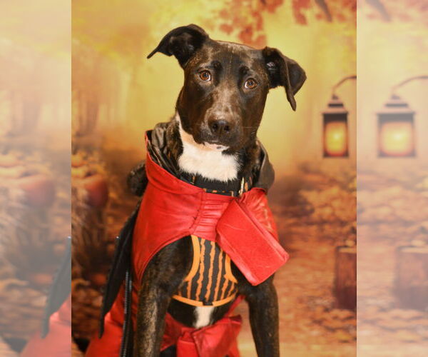 Medium Photo #3 American Pit Bull Terrier-Unknown Mix Puppy For Sale in Yuba City, CA, USA