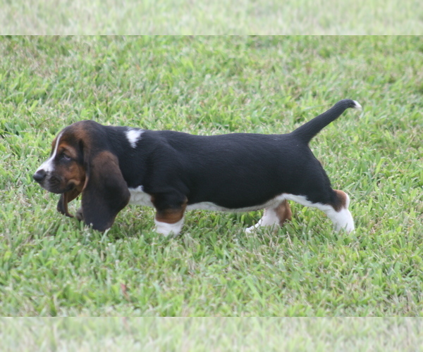 Medium Photo #9 Basset Hound Puppy For Sale in MEMPHIS, MO, USA
