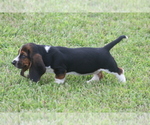 Small #8 Basset Hound