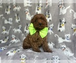 Small #3 Cavapoo