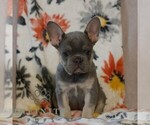 Small #3 French Bulldog