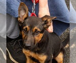 Small #3 German Shepherd Dog Mix