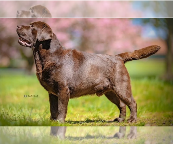 Medium Photo #1 Labrador Retriever Puppy For Sale in HAMPSTEAD, NC, USA
