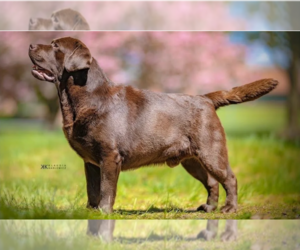Father of the Labrador Retriever puppies born on 07/07/2026