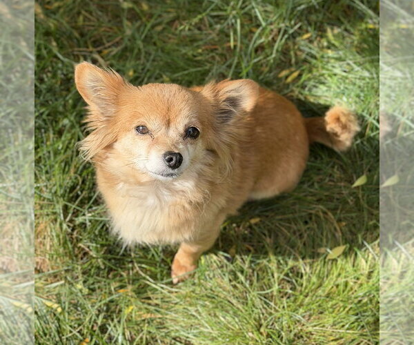 Medium Photo #4 Chiranian Puppy For Sale in San Jose, CA, USA