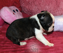 Small Photo #4 Boston Terrier Puppy For Sale in MOSELLE, MS, USA