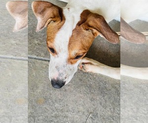 Mutt Dogs for adoption in Virginia Beach, VA, USA