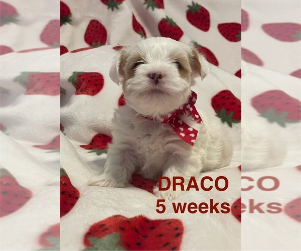 Medium Photo #9 Yorkshire Terrier Puppy For Sale in RUSTBURG, VA, USA