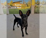 Small Chihuahua