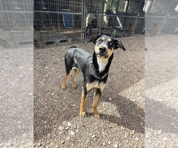 Medium Photo #6 Doberman Pinscher-Unknown Mix Puppy For Sale in Foristell, MO, USA