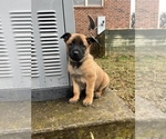Puppy Rex Belgian Malinois-Dutch Shepherd Dog Mix