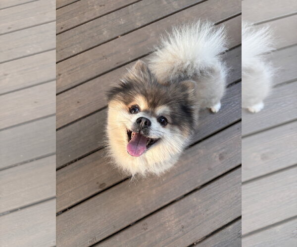 Medium Photo #6 Pomeranian Puppy For Sale in Arlington, VA, USA