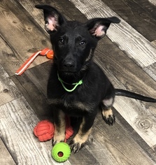 German Shepherd Dog Puppy for sale in ALBANY, KY, USA