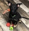 Small Photo #1 German Shepherd Dog Puppy For Sale in ALBANY, KY, USA