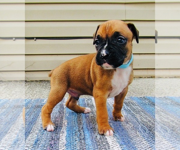 Medium Photo #2 Boxer Puppy For Sale in MILFORD, IN, USA