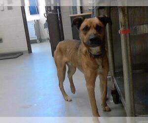 German Shepherd Dog-Unknown Mix Dogs for adoption in Fayetteville, NC, USA