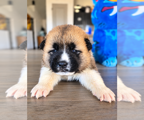 Medium Photo #1 Akita Puppy For Sale in HAYDEN, ID, USA