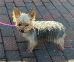Yoyo - Female Yorkshire Terrier Puppy for Sale - Photo #5