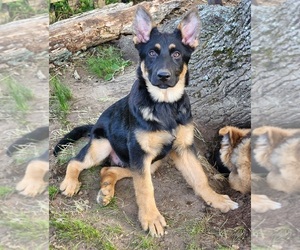 German Shepherd Dog Puppy for sale in CRANSTON, RI, USA