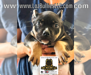 American Bully Puppy for sale in GREELEY, CO, USA