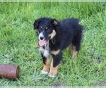 Puppy Molly Australian Shepherd