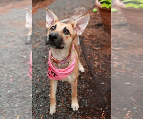 Medium Photo #7 Mutt Puppy For Sale in The Woodlands, TX, USA