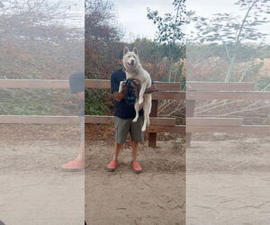 Blossom - Female Siberian Husky Dog for Adoption - Photo #7