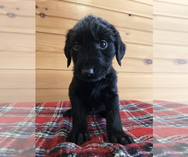 Medium Photo #1 Labradoodle Puppy For Sale in WILLIAMSTOWN, KY, USA