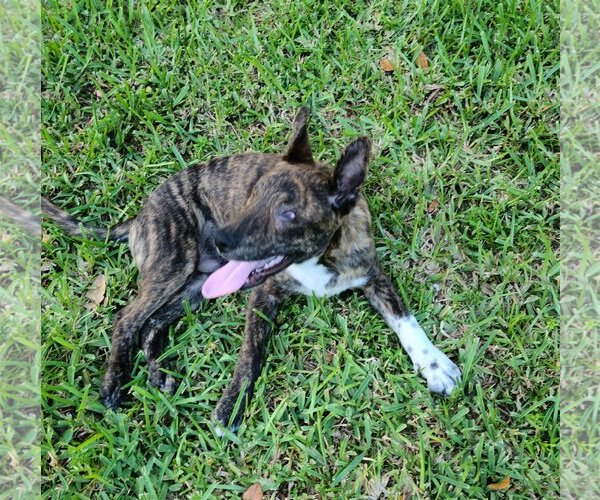 Medium Photo #4 Dutch Shepherd -Unknown Mix Puppy For Sale in Royal Palm Beach, FL, USA