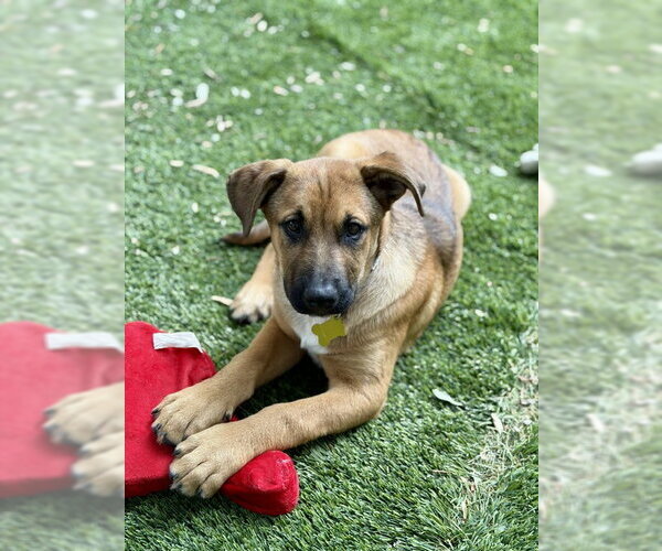 Medium Photo #6 Mutt Puppy For Sale in Sandy, UT, USA